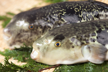 とらふぐ © Tsuboya