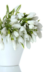 beautiful bouquet of snowdrops in vase isolated on white