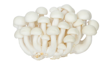 Writh mushroom