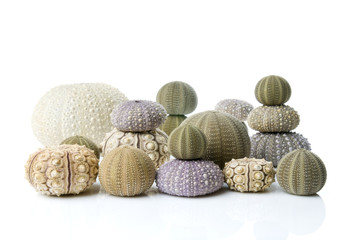 Collection of beautiful sea urchins on a white background.