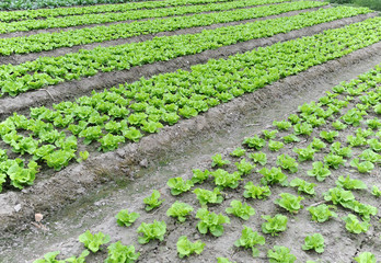 lettuce plant in field