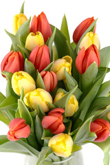 fresh spring tulips