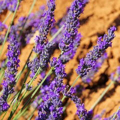 Lavendel - lavender 112