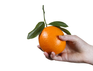 Single Whole Orange in Hand