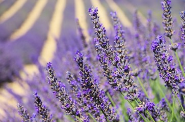 Lavendel - lavender 122