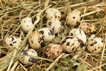 Jajka przepiórcze © CUKMEN