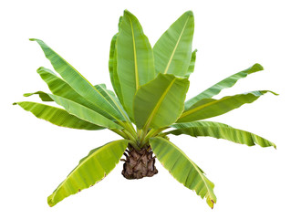 banana tree isolated
