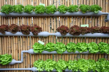 Gartenposter hydroponic salad vegetable. © beachboyx10