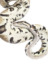 Royal Python snake
