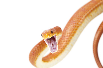Naklejka premium Texas rat snake attacking