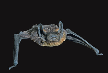 Small bat 9