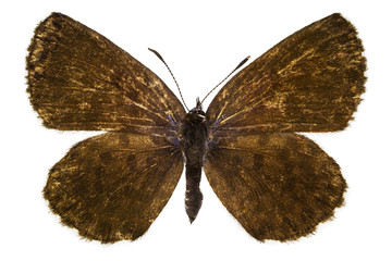 Scolitantides orion