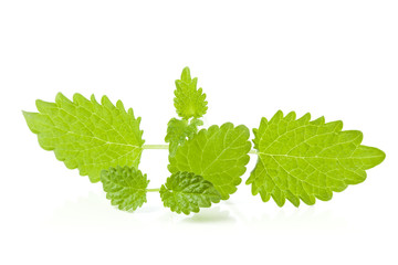 Frische Zitronenmelisse isoliert