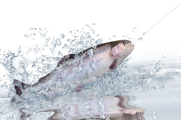 Fische 121