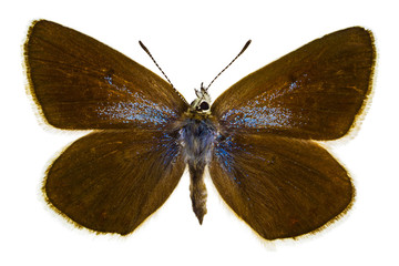 Polyommatus dorylas