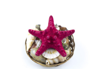 Red sea star isolated on white background
