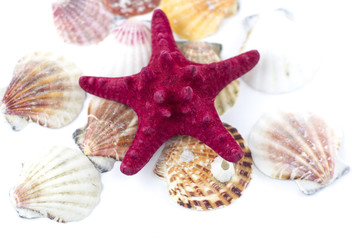 Red sea star isolated on white background