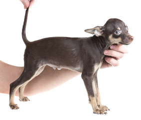 Russian toy terrier, isolated on a white background