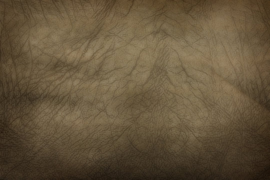 elephant skin