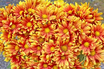 Bouquet of Orange chrysanthemum