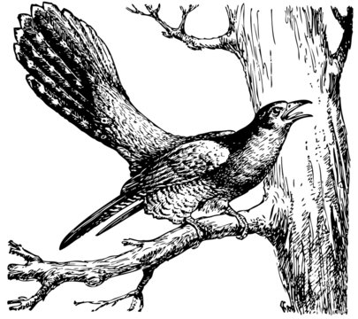 Cuckoo (Cuculus canorus)
