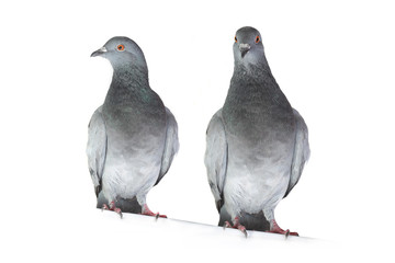 gray dove