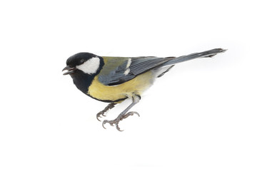 Fototapeta premium titmouse