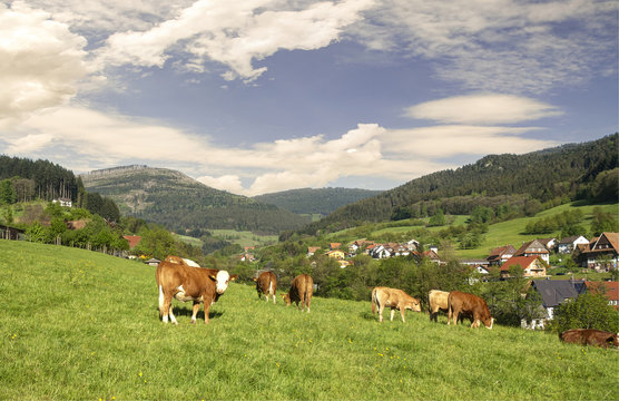 Rinderweide