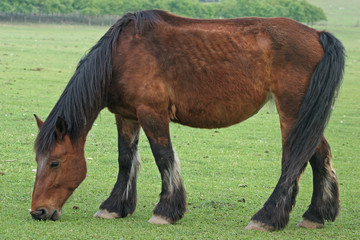 Fototapeta premium Cavallo ardennese