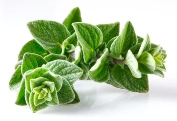 Photo sur Aluminium Herbes Oregano closeup on white background
