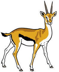 thopson gazelle