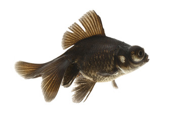 Fototapeta premium Black Goldfish