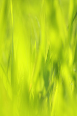 Beautiful Spring grass background - 49207303