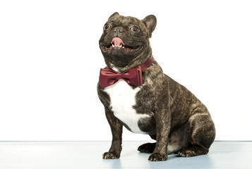 French bulldog with bow tie isolated on white