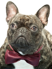 French bulldog with bow tie isolated on white