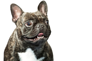 French bulldog portrait isolated on white
