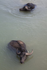 Myanmar, buffalo in the river