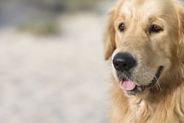 Obraz premium Golden Retriver