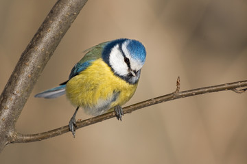 Blaumeise