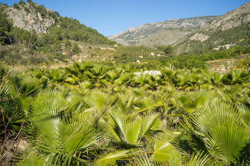Fototapeta premium Palm tree plantation