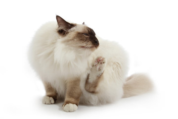 chat Sacré de Birmanie se grattant