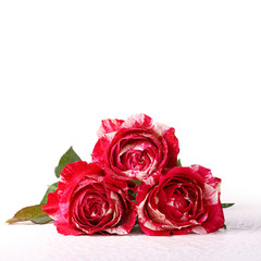 Wunderschöne Rosen mit Copyspace