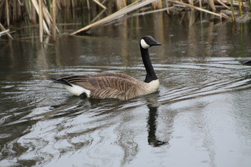 Canada Goose