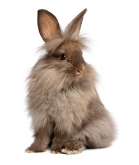 A cute sitting chocolate lionhead bunny rabbit