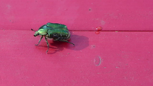 closeup rose chafer green bug on red wooden table fly