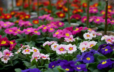 Fr&uuml;hlingsgef&uuml;hle im Gartencenter