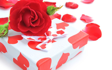 Little gift with red rose and petals on white background