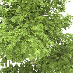 Fototapeta na wymiar Drzewo