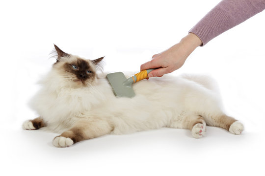 femme brossant chat sacr&eacute; de Birmanie