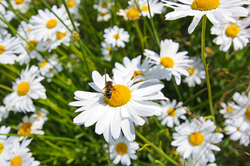 Beautiful marguerite flowers